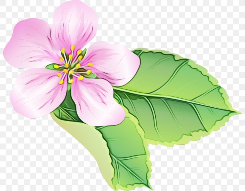 Flower Petal Plant Flowering Plant Pink, PNG, 800x639px, Watercolor, Cut Flowers, Flower, Flowering Plant, Herbaceous Plant Download Free