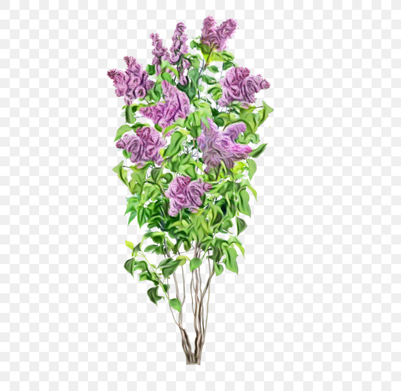 Lavender, PNG, 560x800px, Watercolor, Bouquet, Buddleia, Cut Flowers, Flower Download Free
