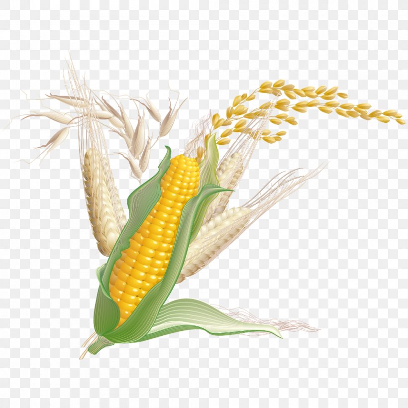 Maize Wheat Crop, PNG, 1000x1000px, Maize, Agriculture, Cereal Germ, Commodity, Corn Oil Download Free