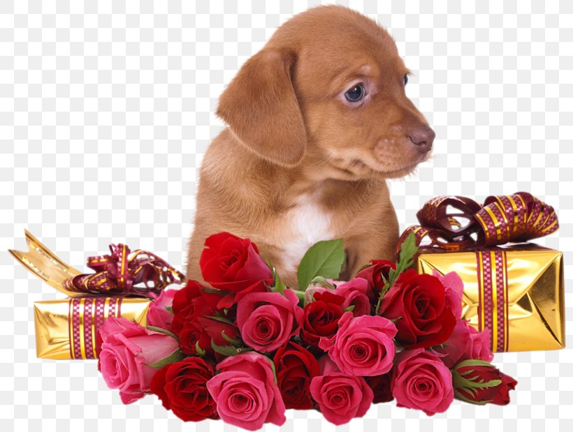 Rose Flower Clip Art, PNG, 800x619px, Rose, Carnivoran, Companion Dog, Dog, Dog Breed Download Free