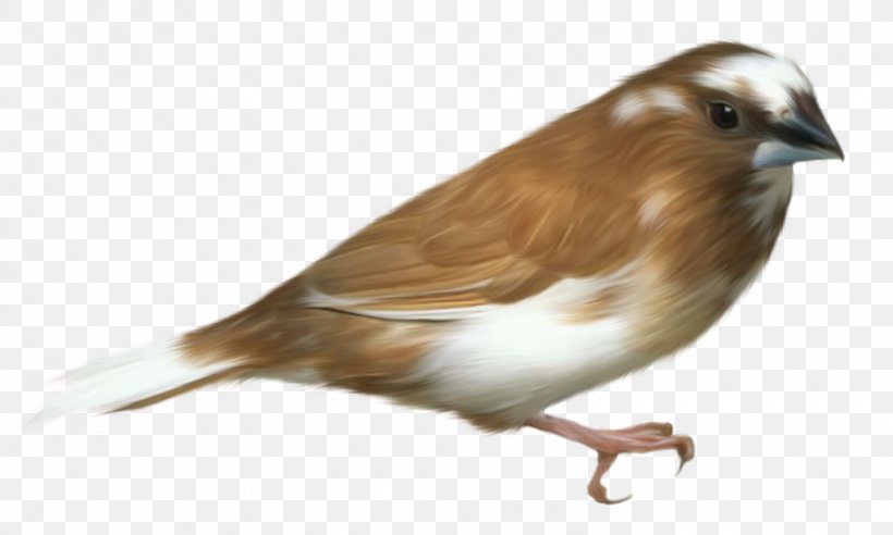 Bird Clip Art, PNG, 1445x867px, Bird, Beak, Bird Flight, Emberizidae, Fauna Download Free