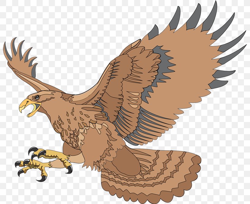 Bird Eagle Desktop Wallpaper Hawk Clip Art, PNG, 800x669px, Bird, Accipitriformes, Beak, Bird Of Prey, Buzzard Download Free