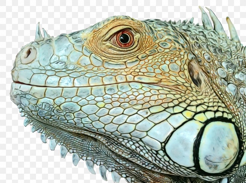 Dragon Background, PNG, 1280x955px, Iguanas, Animal, Chameleon, Dragon Lizard, Green Iguana Download Free
