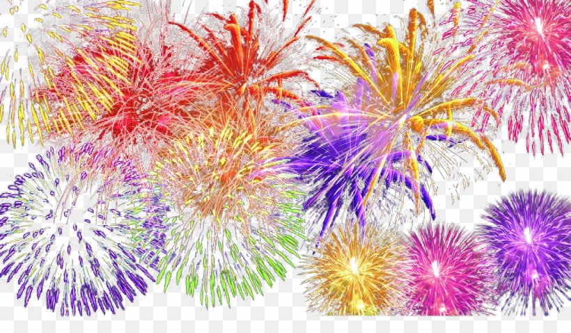 Fireworks Download, PNG, 1000x583px, Fireworks, Adobe Fireworks, Aster, Chrysanths, Color Download Free