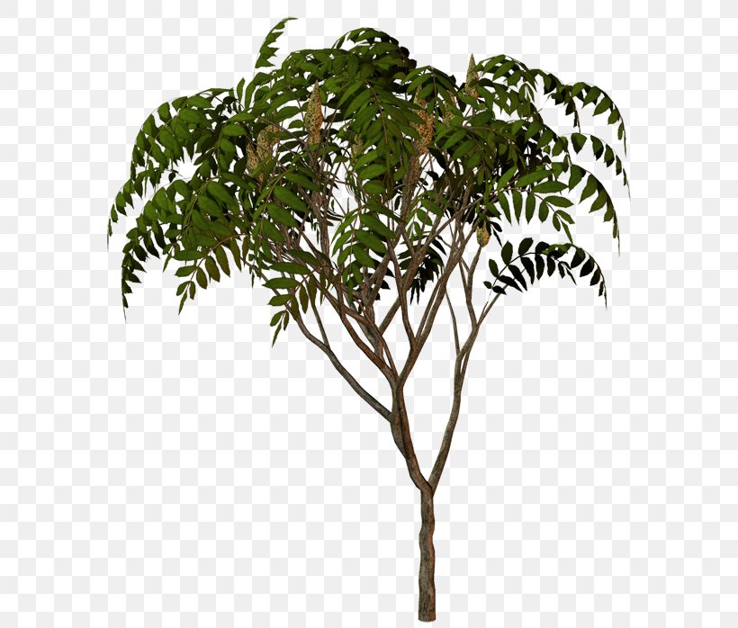 Palm Trees Flowerpot Houseplant Plant Stem Branching, PNG, 600x698px, Palm Trees, Arecales, Branch, Branching, Flowering Plant Download Free