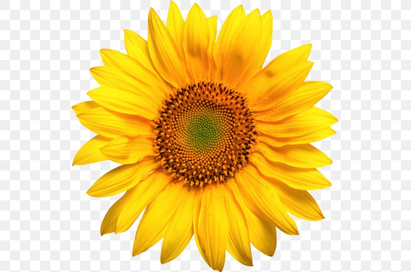 Common Sunflower Clip Art, PNG, 536x543px, Common Sunflower, Annual Plant, Close Up, Daisy Family, Flower Download Free