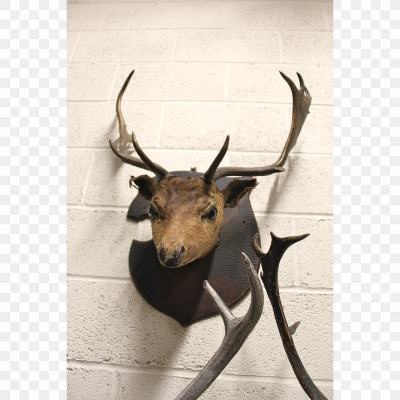 Elk Reindeer Trophy Hunting Antelope, PNG, 1200x1200px, Elk, Antelope, Antler, Clock, Deer Download Free