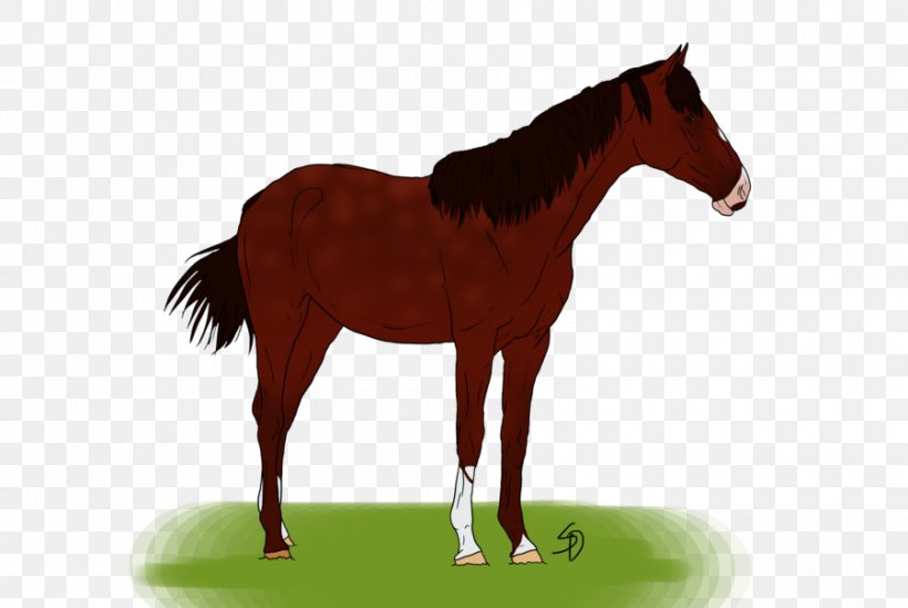Foal Colt Stallion Mustang Pony, PNG, 900x603px, 2018, Foal, Bridle, Colt, Egypt Download Free
