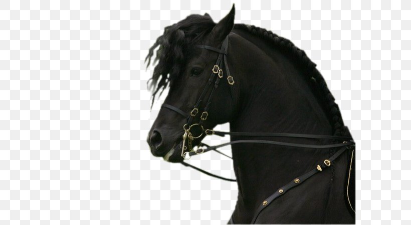 Andalusian Horse Friesian Horse Stallion Mare Bridle, PNG, 600x450px, Andalusian Horse, Animal, Breed, Bridle, Equestrian Download Free