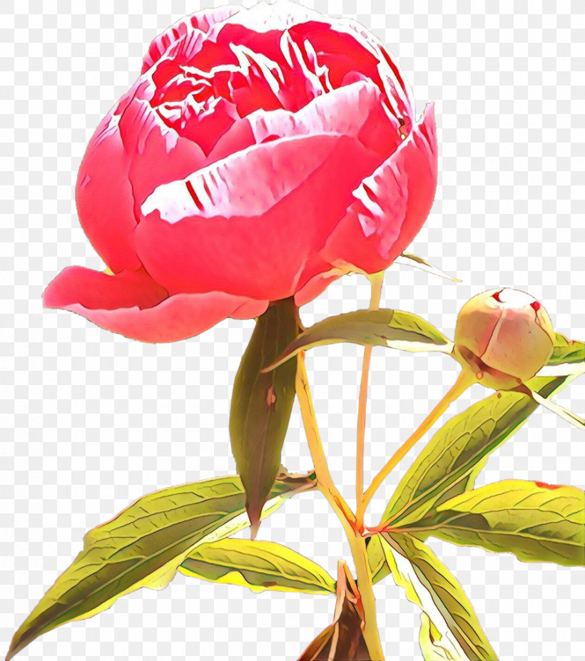 Garden Roses, PNG, 900x1018px, Flower, Bud, Chinese Peony, Common Peony, Cut Flowers Download Free