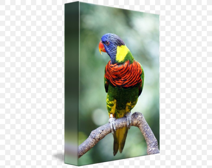 Macaw Loriini Parakeet Beak Feather, PNG, 427x650px, Macaw, Beak, Bird, Common Pet Parakeet, Fauna Download Free