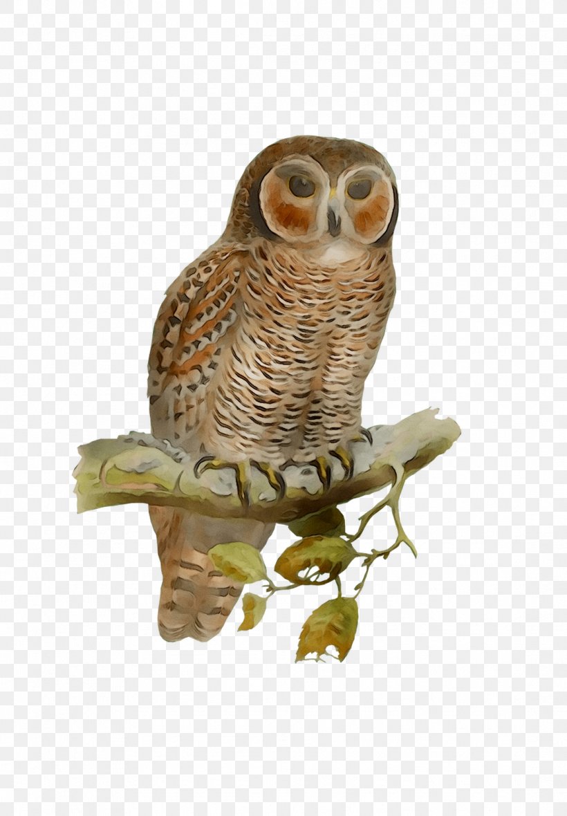 Owl Fauna Beak, PNG, 1111x1600px, Owl, Barn Owl, Beak, Bird, Bird Of Prey Download Free