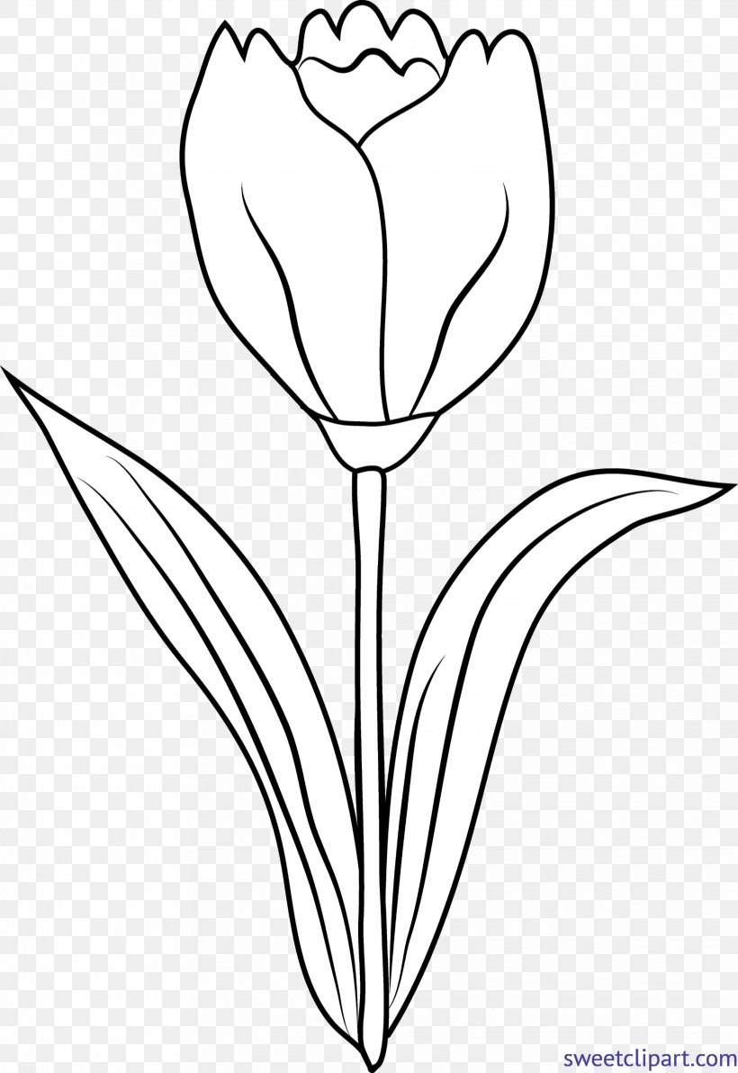 Tulip Drawing Clip Art Image Graphics, PNG, 4067x5913px, Tulip, Artwork, Black, Black And White, Color Download Free
