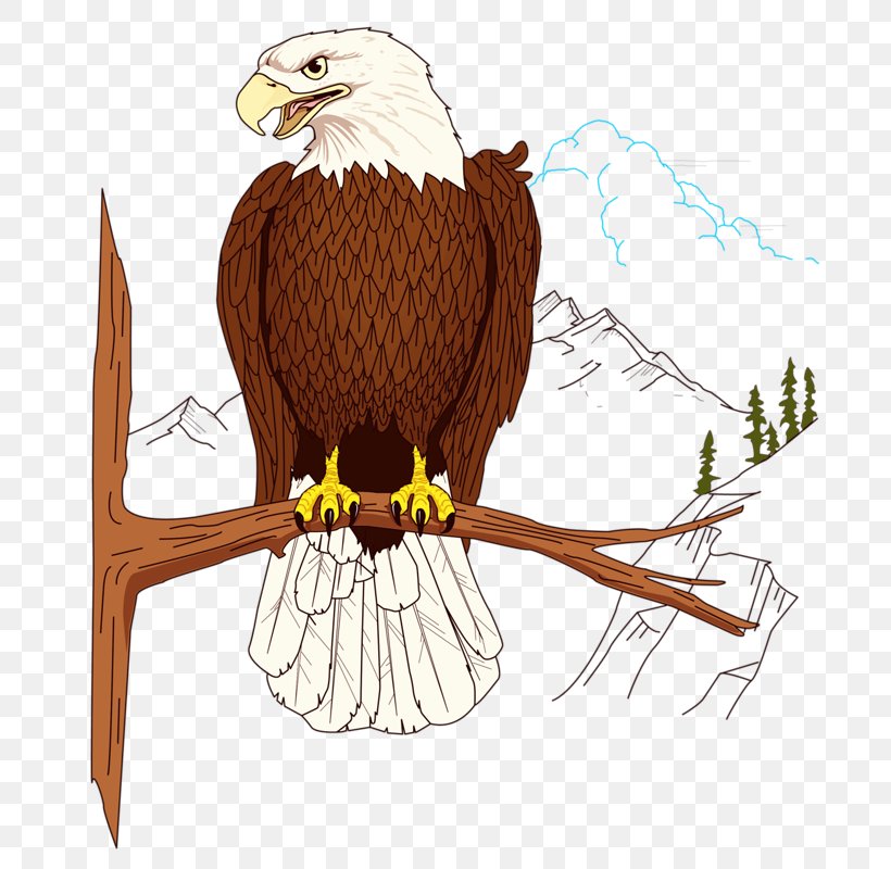 Bald Eagle Clip Art, PNG, 689x800px, Bald Eagle, Accipitriformes, Beak, Bird, Bird Of Prey Download Free