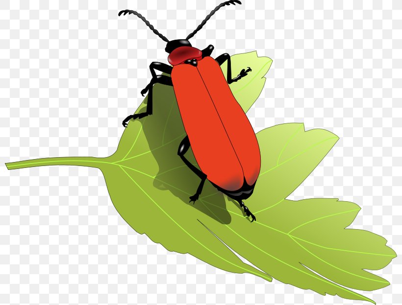 Beetle Interesting Insects Clip Art, PNG, 800x623px, Beetle, Arthropod, Cartoon, Free Content, Insect Download Free