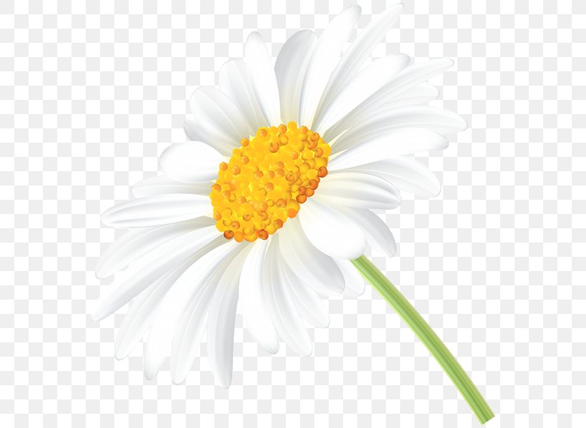 Common Daisy Chamomile Clip Art, PNG, 574x600px, Common Daisy, Annual Plant, Art, Art Museum, Aster Download Free