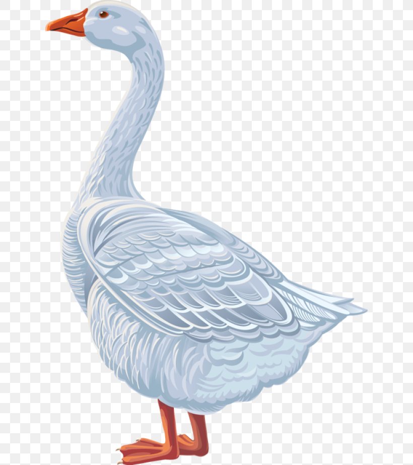 Goose Duck Cygnini Anatidae Clip Art, PNG, 640x923px, Goose, Anatidae, Animal, Beak, Bird Download Free