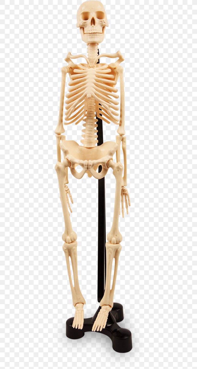 Human Skeleton Joint Anatomy Bone, PNG, 400x1529px, Skeleton, Anatomy, Behavior, Bone, Dna Download Free