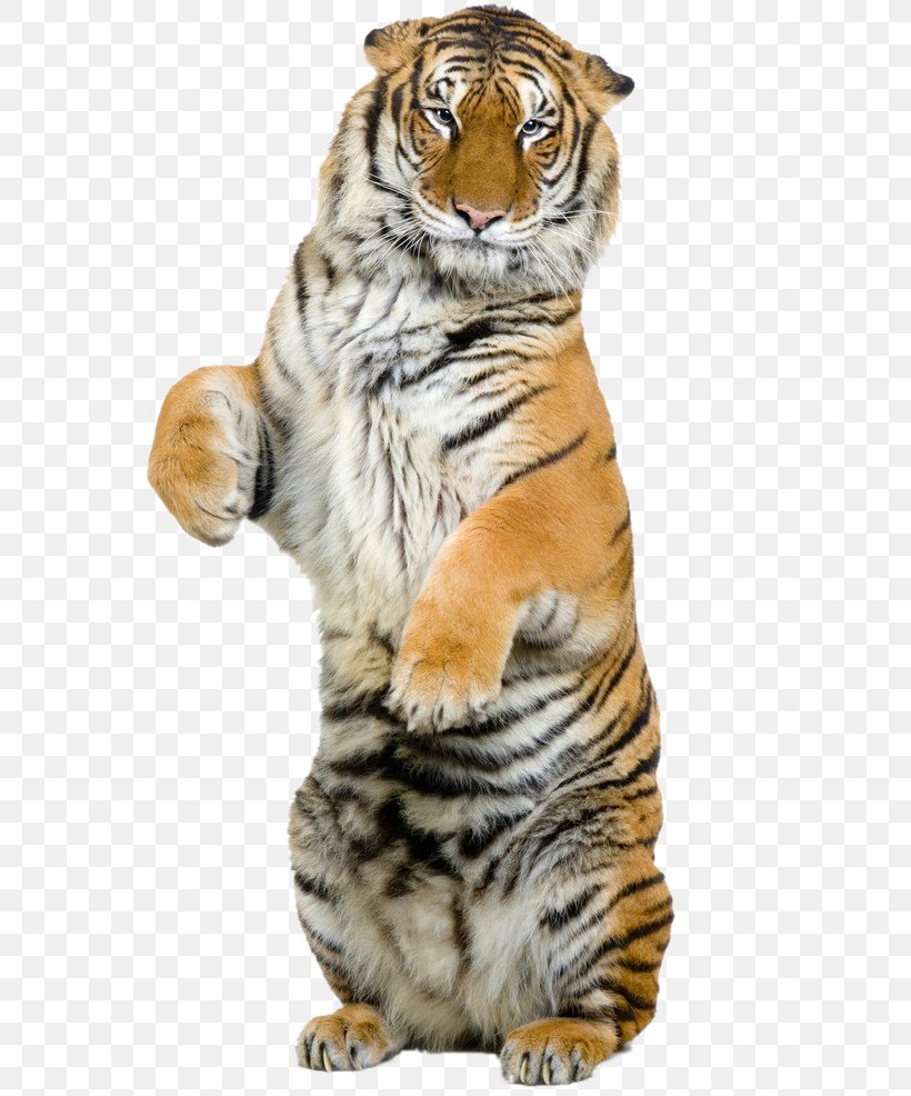 Lion Bengal Tiger Siberian Tiger Felidae Stock Photography, PNG, 665x986px, Siberian Tiger, Big Cats, Carnivoran, Cat Like Mammal, Drawing Download Free