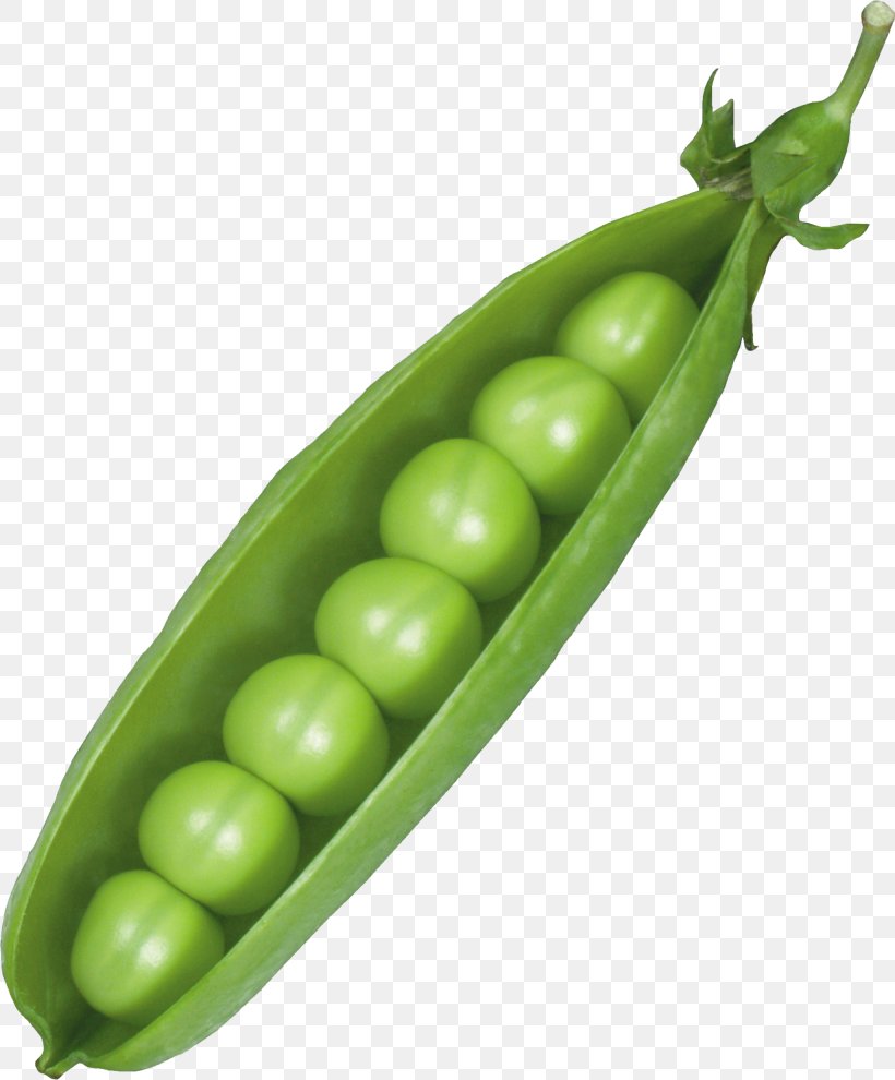 Pea Clip Art, PNG, 2050x2475px, Pea, Broad Bean, Cabbage, Carrot, Cauliflower Download Free