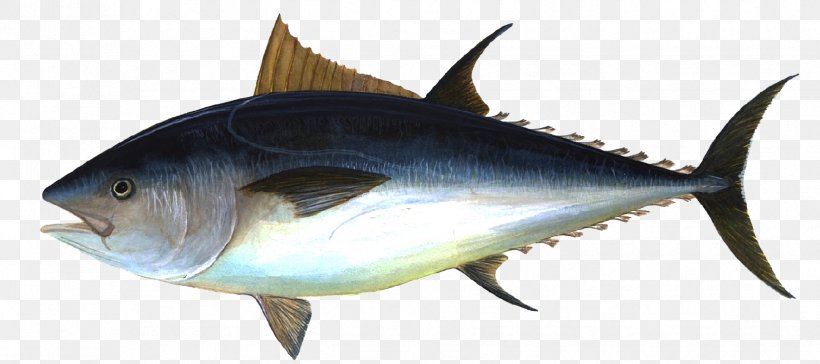 Albacore Bigeye Tuna Pacific Bluefin Tuna Atlantic Bluefin Tuna Yellowfin Tuna, PNG, 1728x768px, Albacore, Atlantic Bluefin Tuna, Bigeye Tuna, Blackfin Tuna, Bluefin Tuna Download Free