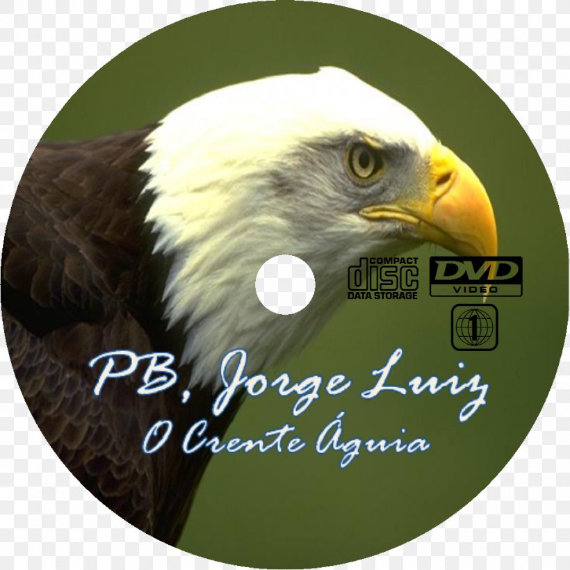 Bald Eagle Bird Malang Beak, PNG, 976x976px, Bald Eagle, Accipitriformes, Beak, Bird, Bird Of Prey Download Free