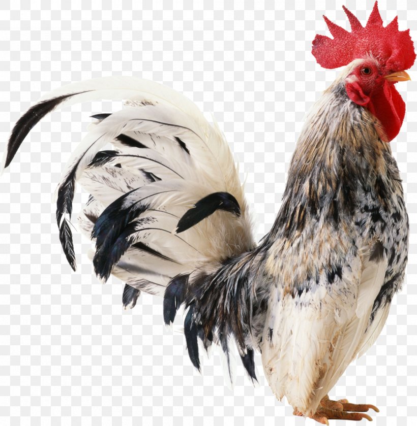 Chicken Rooster, PNG, 1000x1024px, Chicken, Beak, Bird, Computer Graphics, Feather Download Free