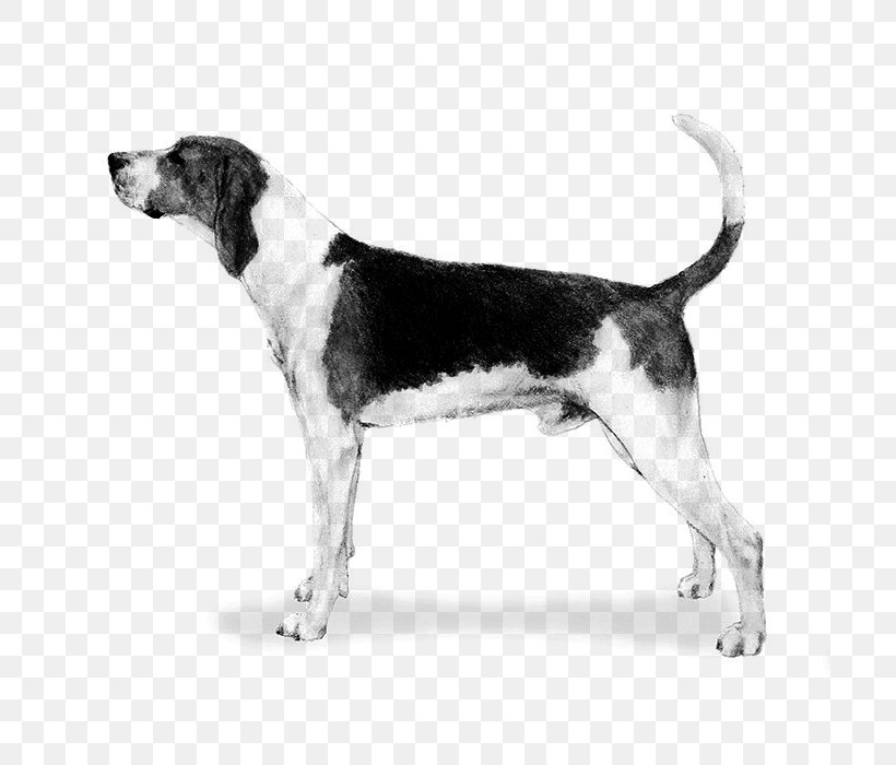 Harrier Treeing Walker Coonhound English Foxhound American Foxhound Grand Anglo-Français Tricolore, PNG, 700x700px, Harrier, American Foxhound, Beagle, Beagle Harrier, Beagleharrier Download Free