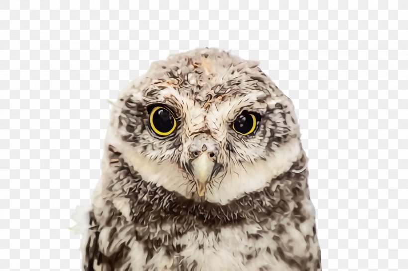Owl Bird Bird Of Prey Western Screech Owl Eastern Screech Owl, PNG, 2452x1632px, Watercolor, Adaptation, Beak, Bird, Bird Of Prey Download Free