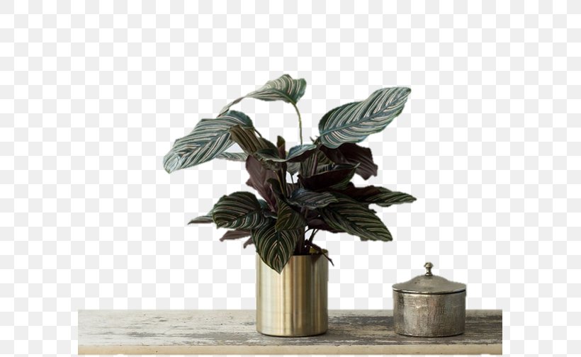 Calatheas Houseplant Plants Flowerpot Email, PNG, 599x504px, Calatheas, Adventure Game, Email, Email Address, Flowerpot Download Free
