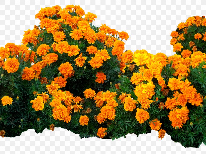 Image Photograph Flower Clip Art, PNG, 960x718px, Flower, Annual Plant, Cap, Chrysanths, English Marigold Download Free