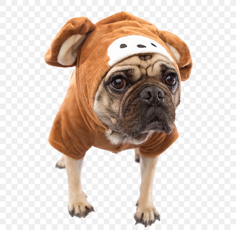 Toy Bulldog Old English Bulldog Olde English Bulldogge Pug Affenpinscher, PNG, 800x800px, Toy Bulldog, Affenpinscher, British Bulldogs, Bulldog, Carnivoran Download Free