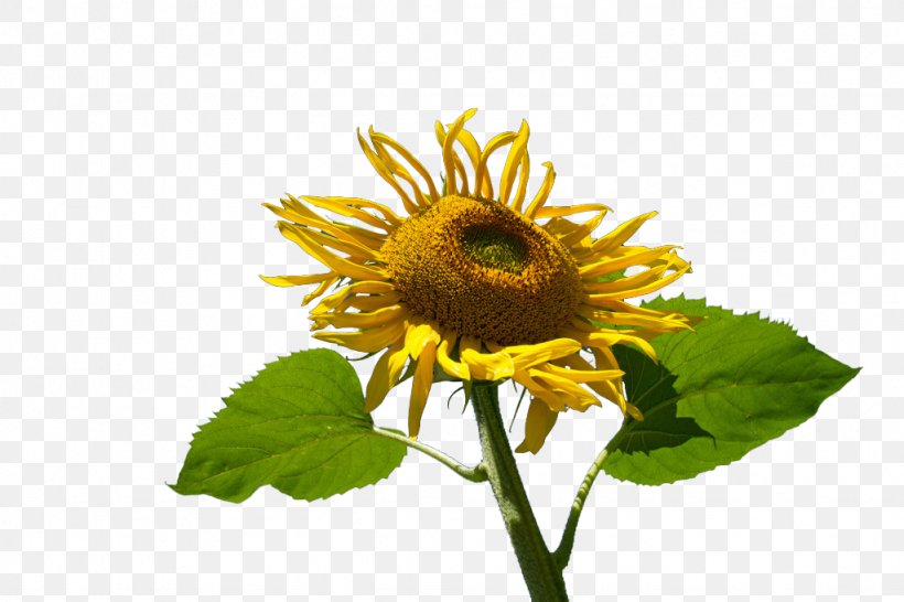 Common Sunflower Muko Yellow, PNG, 1024x683px, Common Sunflower, Daisy Family, Designer, Flower, Flowering Plant Download Free