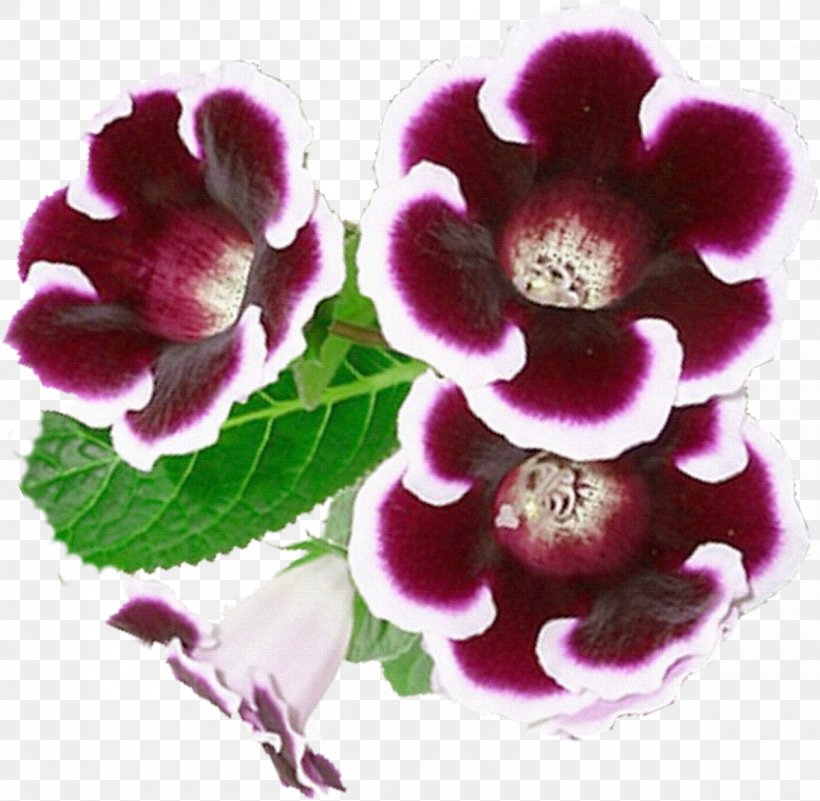 Flower Gloxinia Clip Art, PNG, 1200x1173px, Flower, Flower Bouquet, Flowering Plant, Gloxinia, Herbaceous Plant Download Free