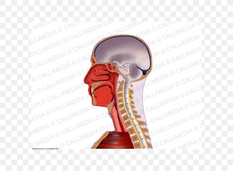 Muscle Nerve Blood Vessel Neck Anatomy, PNG, 600x600px, Watercolor, Cartoon, Flower, Frame, Heart Download Free
