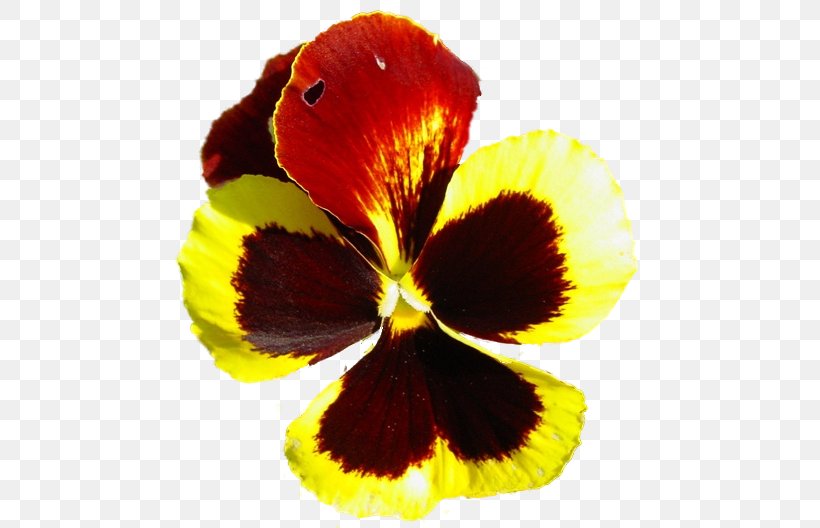 Pansy Close-up, PNG, 474x528px, Pansy, Closeup, Flower, Flowering Plant, Petal Download Free