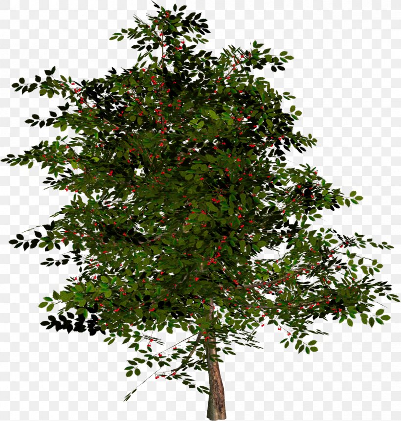 Tree Shrub Branch Plant, PNG, 1203x1264px, Tree, Alpha Compositing, Branch, Evergreen, Houseplant Download Free