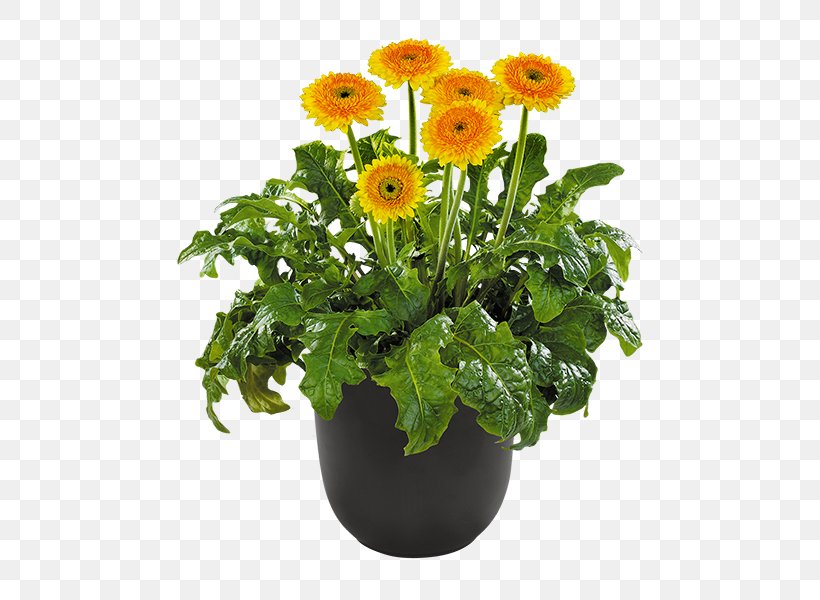Barberton Daisy Розсада Plant Seedling Flowerpot, PNG, 600x600px, Barberton Daisy, Annual Plant, Cut Flowers, Daisy, Daisy Family Download Free