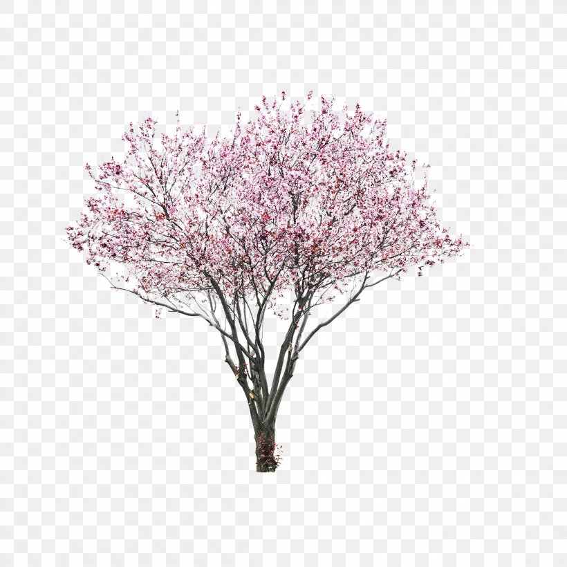East Asian Cherry Tree Image Blossom, PNG, 2289x2289px, East Asian Cherry, Blossom, Branch, Cherry Blossom, Drawing Download Free