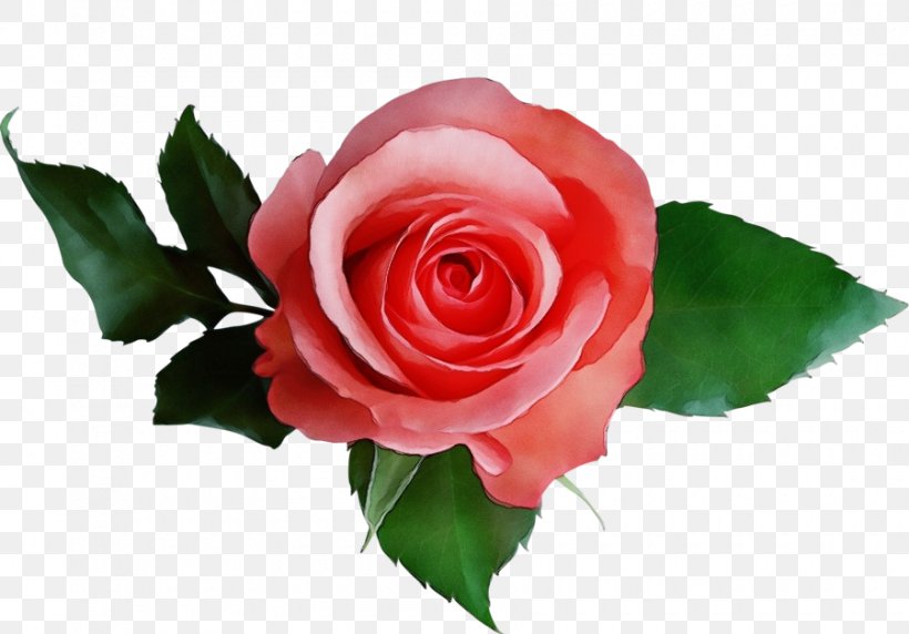 Garden Roses, PNG, 900x628px, Watercolor, Floribunda, Flower, Flowering Plant, Garden Roses Download Free