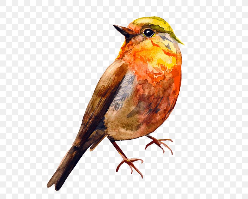 Bird Watercolor Painting Drawing, PNG, 658x658px, Bird, Beak, Drawing, European Robin, Fauna Download Free