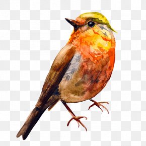 Orange Bird - Bird Watercolor Painting Drawing PNG