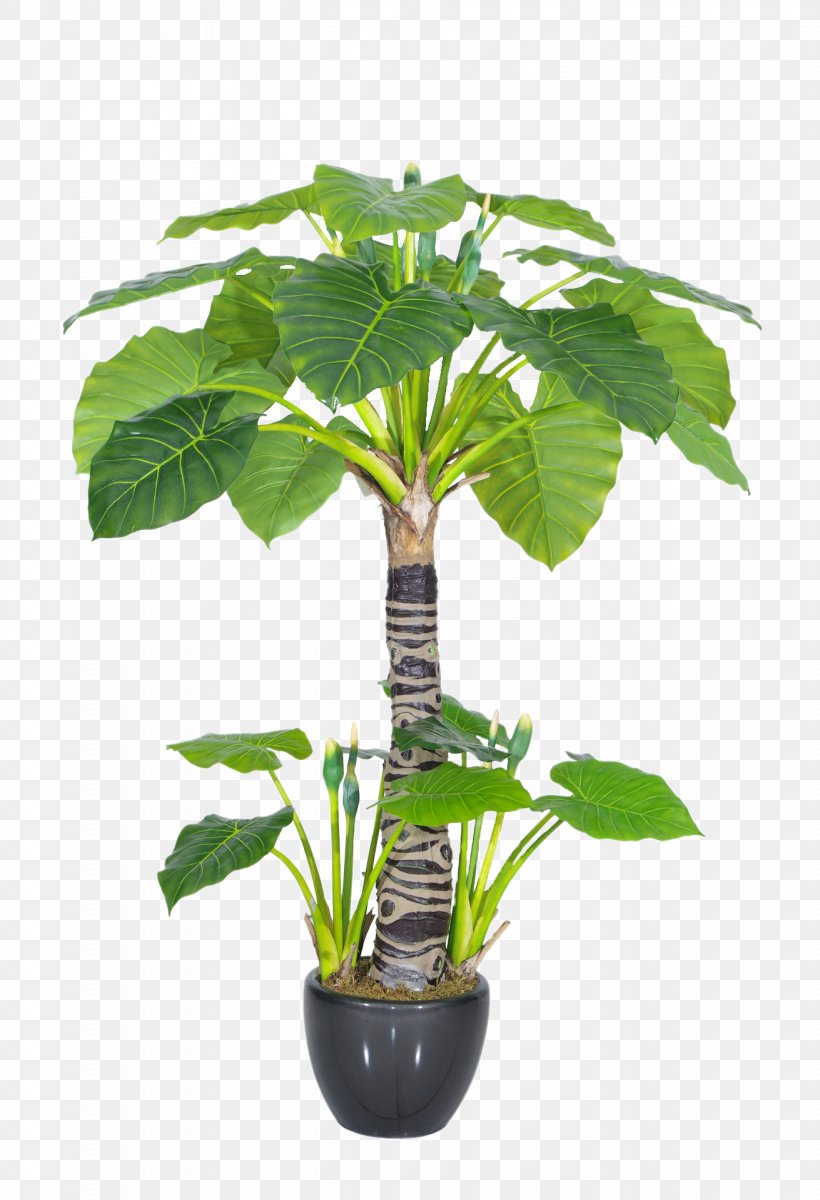 Flowerpot Plants Houseplant New Guinea Shield Bonsai, PNG, 1311x1920px, Flowerpot, Alismatales, Alocasia, Alocasia Odora, Anthurium Download Free