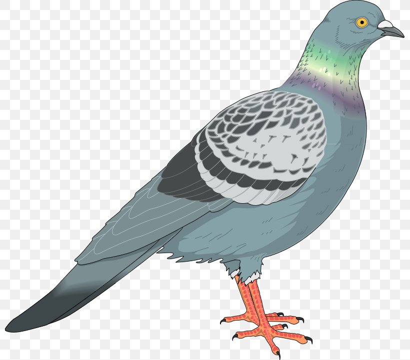 Homing Pigeon Columbidae English Carrier Pigeon Clip Art Vector Graphics, PNG, 800x721px, Homing Pigeon, Beak, Bird, Bird Flight, Columbidae Download Free