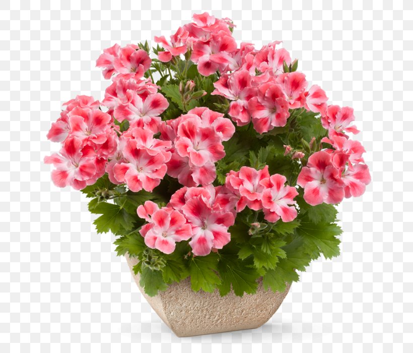 Pink Flower Cartoon, PNG, 700x700px, Ivy Geranium, Annual Plant, Artificial Flower, Bouquet, Cranesbill Download Free