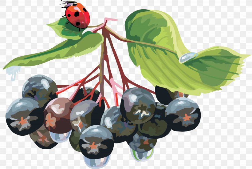 Blueberry Mountain-ash Bilberry Aronia Melanocarpa Healthy Diet, PNG, 7493x5018px, Blueberry, Aronia Melanocarpa, Berry, Bilberry, Chokeberry Download Free