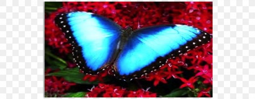 Brush-footed Butterflies Butterfly Marsh Fritillary Blue Morpho, PNG, 1394x542px, Brushfooted Butterflies, Blue, Blue Morpho, Brush Footed Butterfly, Butterfly Download Free