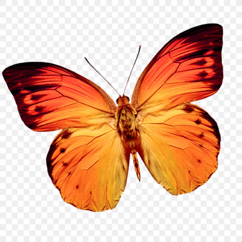 Butterfly Web Browser Clip Art, PNG, 1500x1500px, Butterfly, Arthropod, Brush Footed Butterfly, Butterflies And Moths, Color Download Free