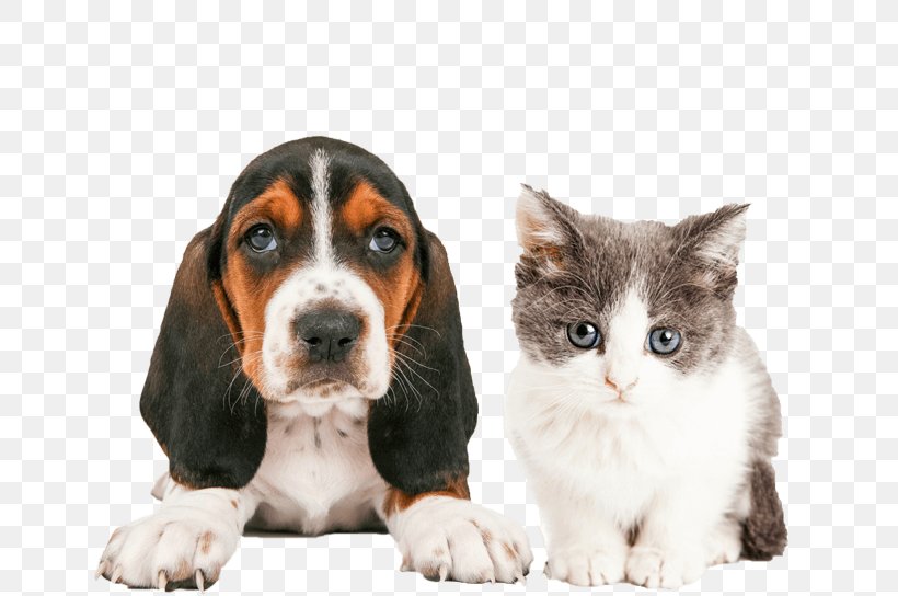 Cat People And Dog People Cat People And Dog People Pet Sitting Puppy, PNG, 650x544px, Cat, Basset Hound, Carnivoran, Cat Like Mammal, Cat People And Dog People Download Free