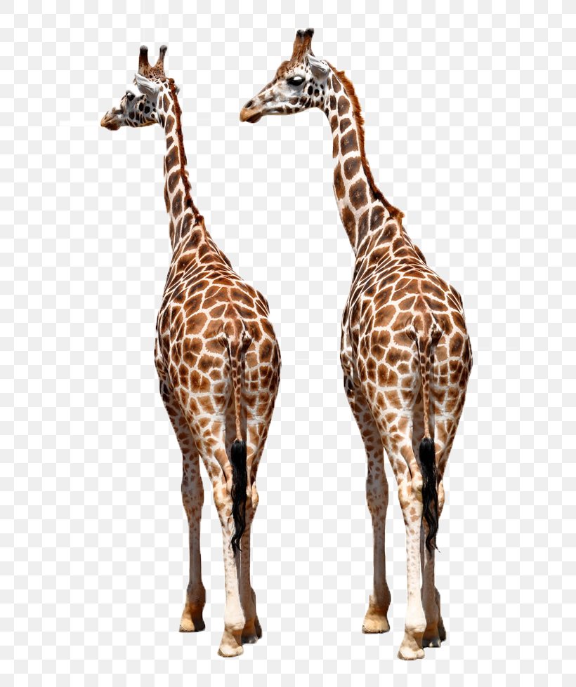 Reticulated Giraffe Okapi Giraffe Family African Wild Dog Northern Giraffe, PNG, 650x979px, Reticulated Giraffe, African Wild Dog, Elephant, Fauna, Giraffe Download Free